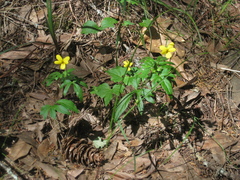Viola lobata