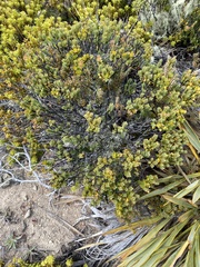 Pimelea traversii
