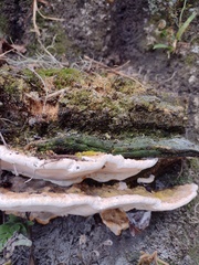 Rigidoporus ulmarius