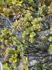 Pimelea traversii