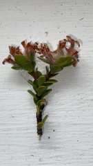 Pimelea traversii
