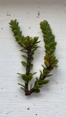 Pimelea traversii