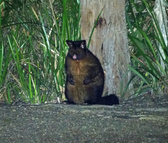 Trichosurus vulpecula fuliginosus
