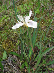 Iris fernaldii
