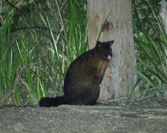 Trichosurus vulpecula fuliginosus