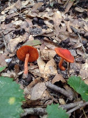 Cortinarius marylandensis