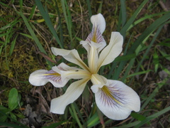 Iris fernaldii