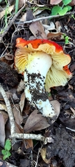 Hygrocybe laetissima