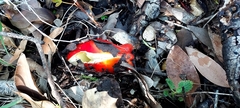 Hygrocybe laetissima