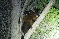 Trichosurus vulpecula fuliginosus