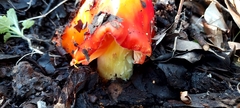 Hygrocybe laetissima