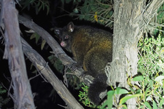 Trichosurus vulpecula fuliginosus