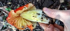 Hygrocybe laetissima