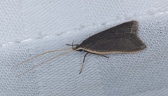 Homaloxestis multidentalis