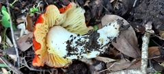 Hygrocybe laetissima