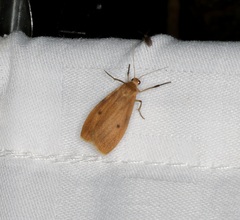 Paralithosia shaowuica