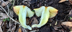 Hygrocybe laetissima