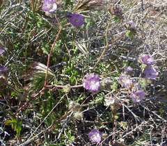 Phacelia