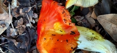 Hygrocybe laetissima