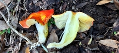 Hygrocybe laetissima