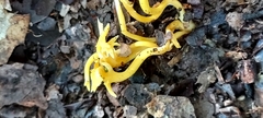 Clavulinopsis