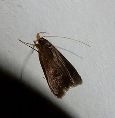 Lecithocera