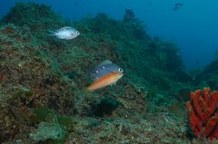 Suezichthys arquatus