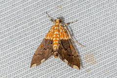 Agrotera basinotata