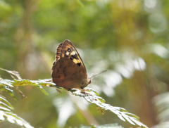 Heteronympha penelope