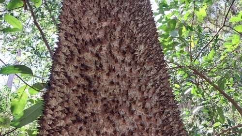 Hura crepitans - Whole tree