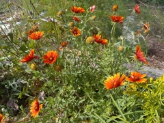 Gaillardia pulchella