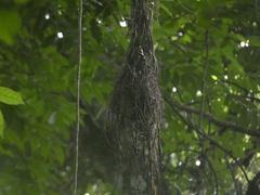 Myiobius sulphureipygius