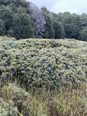 Brachyglottis cassinioides