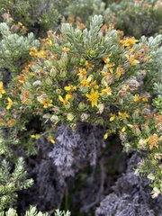 Brachyglottis cassinioides