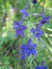 Delphinium patens