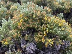 Brachyglottis cassinioides