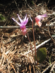Calypso bulbosa occidentalis