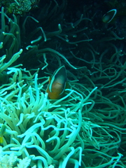 Amphiprion barberi