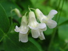 Pale Vetchling - Photo (c) Superior National Forest, some rights reserved (CC BY)