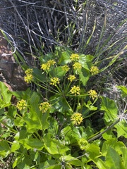 Tauschia arguta