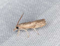 Culladia hastiferalis