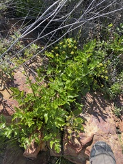 Tauschia arguta