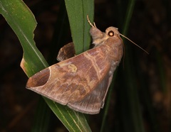 Pindara illibata