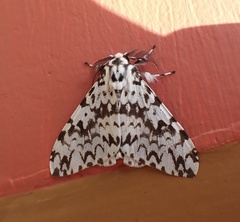 Lymantria fuliginosa