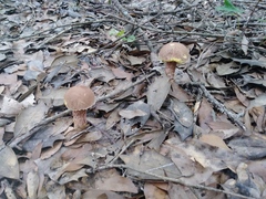 Aureoboletus russellii
