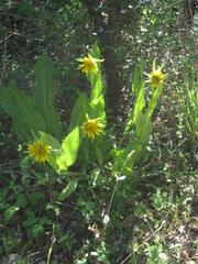 Wyethia glabra