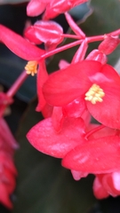 Begonia coccinea