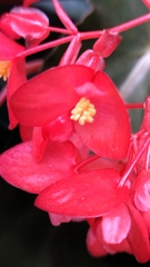 Begonia coccinea