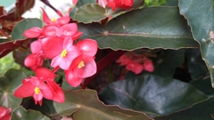 Begonia coccinea