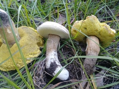 Boletus nobilis